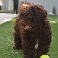 Best Artificial Grass Boronda, California Dog Running, Dogs Park