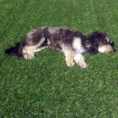 Artificial Grass Installation Eldridge, California Roof Top, Dog Kennels