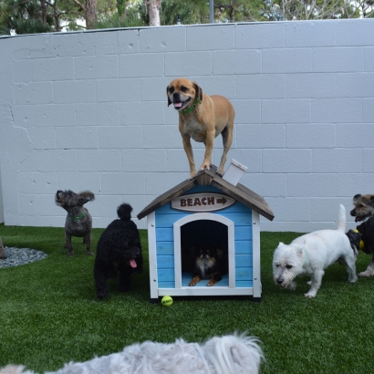 Artificial Grass Installation Jackson, California Grass For Dogs, Grass for Dogs