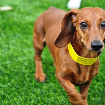 Plastic Grass Orangevale, California Drainage, Dogs Runs