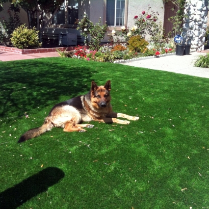 Synthetic Grass Moraga, California Lawns, Front Yard