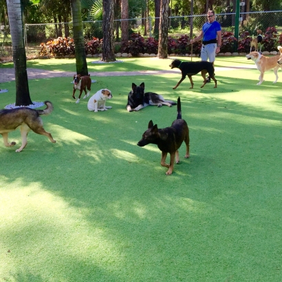 Synthetic Turf Los Banos, California Pet Turf, Dogs Park