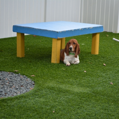 Turf Grass Livingston, California Dog Park, Dogs Runs