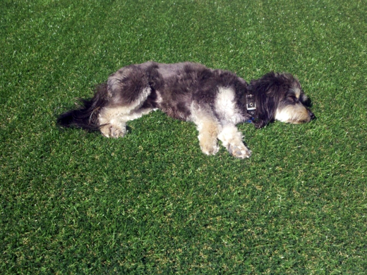 Artificial Grass Installation Eldridge, California Roof Top, Dog Kennels