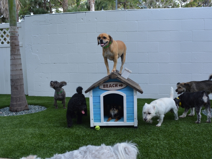 Artificial Grass Installation Jackson, California Grass For Dogs, Grass for Dogs