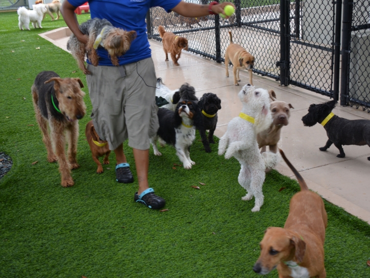 Installing Artificial Grass Pacific Grove, California Indoor Dog Park, Grass for Dogs