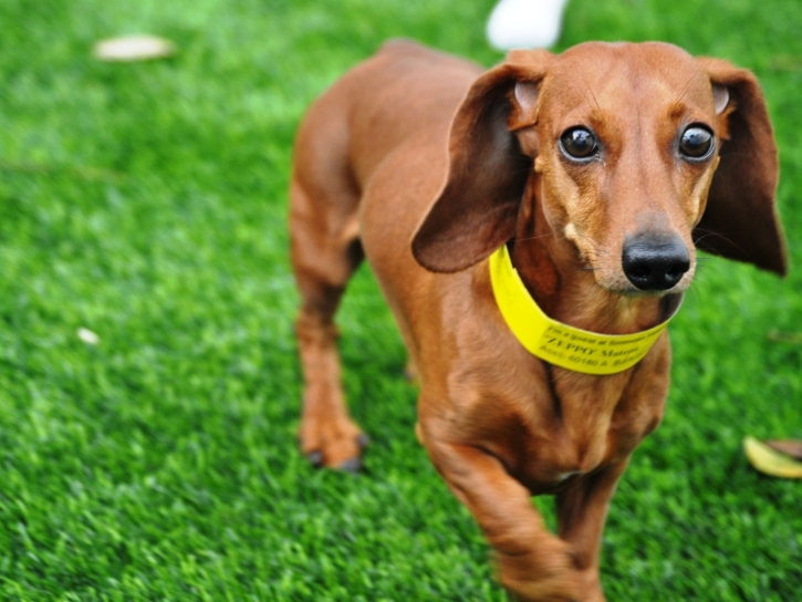 Plastic Grass Orangevale, California Drainage, Dogs Runs