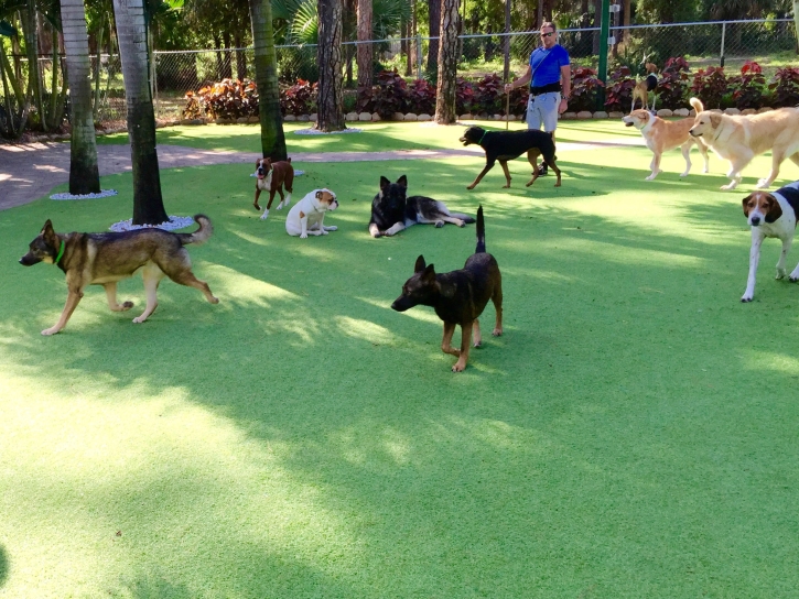 Synthetic Turf Los Banos, California Pet Turf, Dogs Park