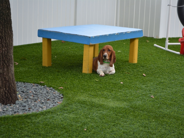 Turf Grass Livingston, California Dog Park, Dogs Runs